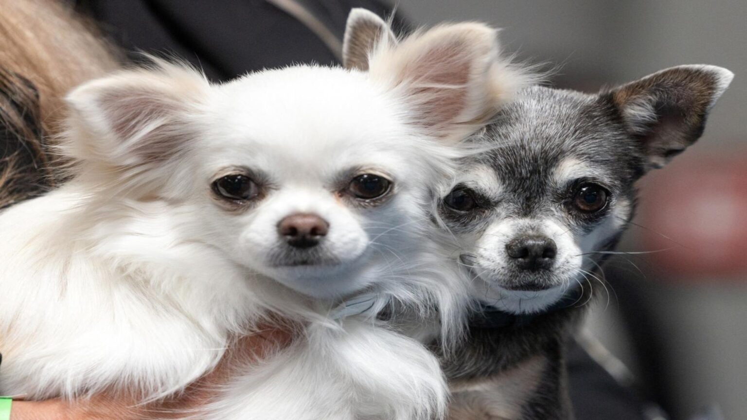 Câinii de buzunar. 7 rase de talie mică ce te vor cuceri cu aspectul lor