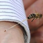Superstiție cel puțin ciudată. Sportivul care are succes dacă îl înțeapă albina!